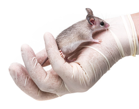 実験用マウスの写真 イラスト素材一覧 660件 ストックフォトのamanaimages Plus