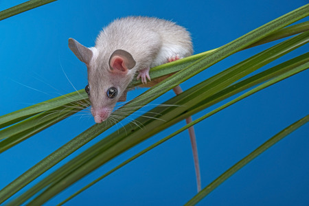 a little mouse sitting on a grass (acomys cahirinus)
