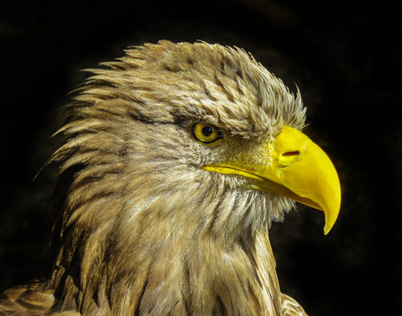 white tailed sea eagle