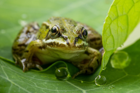 Pelophylax esculentus - frog on a dewy leafの写真素材
