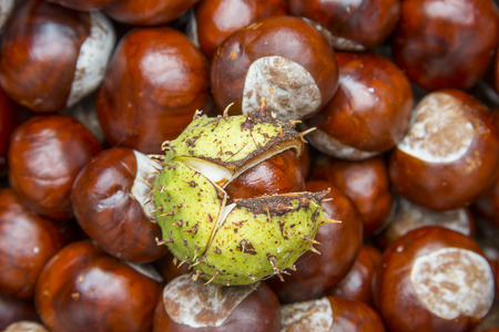 chestnuts  - autumnal still life