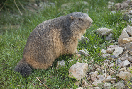 marmot on a medow