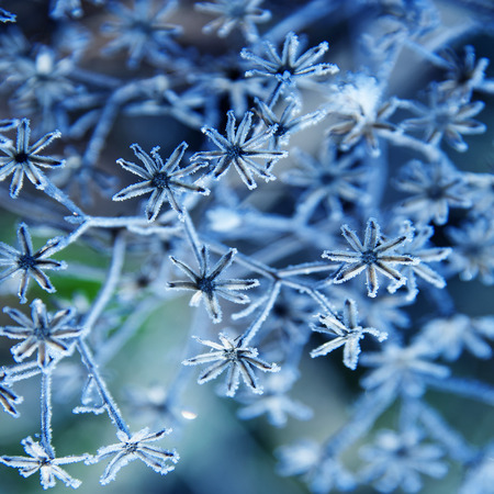 frozen plantの写真素材