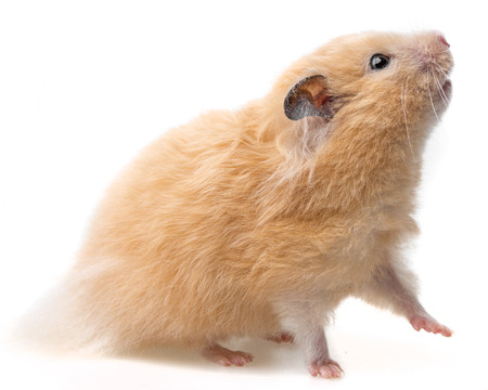 a cute little hamster on white backgroundの写真素材
