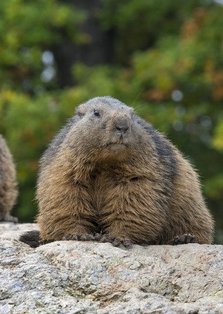 marmot resting on a stoneの写真素材