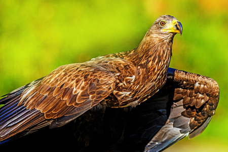 white tailed sea eagle