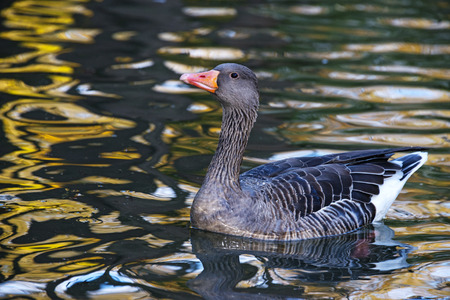 goose on an autumn riverの写真素材
