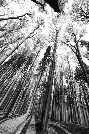 forest - black and white photographyの写真素材
