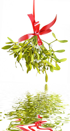mistletoe isolated on a white backgroundの写真素材