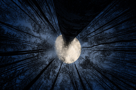 moon and trees