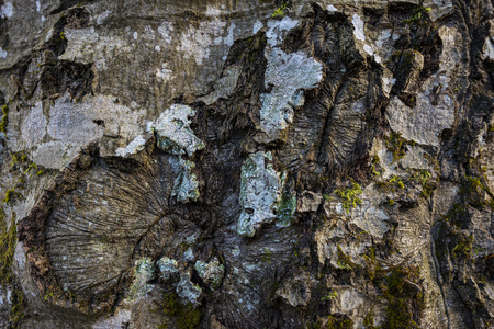 old tree bark in detail
