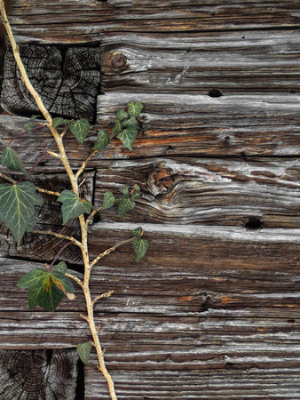 old wood textureの写真素材