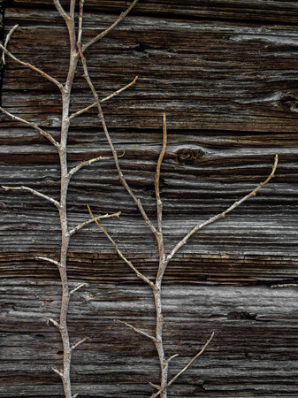 old wood textureの写真素材