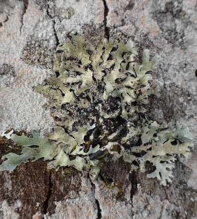 lichen on a bark