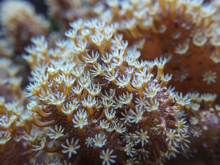 coral macro detail of polypsの写真素材