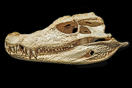 skull of caiman - Paleosuchus palpebrosusの写真素材