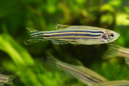 Danio rerio aquarium fishの写真素材