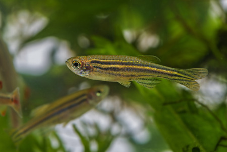 Danio rerio aquarium fishの写真素材