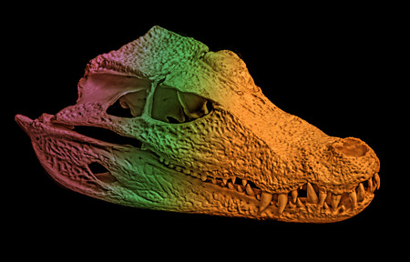 skull of caiman - Paleosuchus palpebrosusの写真素材