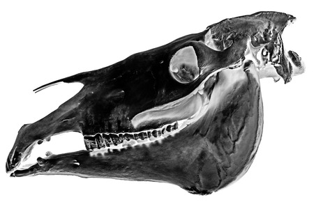 skull of horseの写真素材