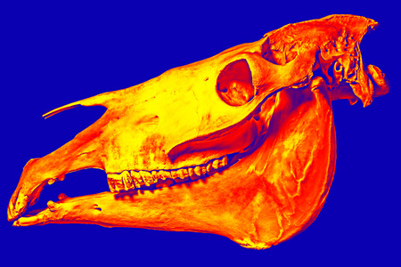 skull of horseの写真素材