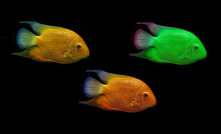 colored fish on black background