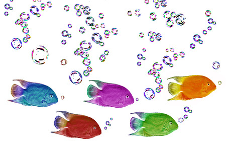 colored fish on black backgroundの写真素材