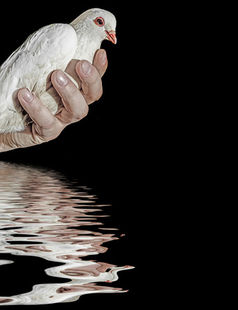 hand holding a white pigeonの写真素材