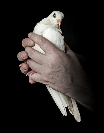 hands holding a white pigeonの写真素材