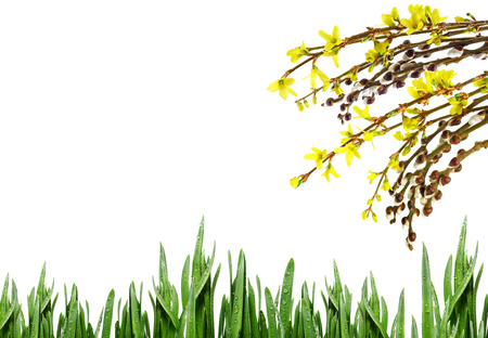 spring branch and green grass