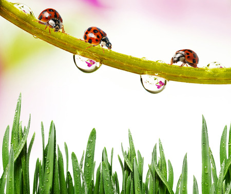 ladybugsの写真素材