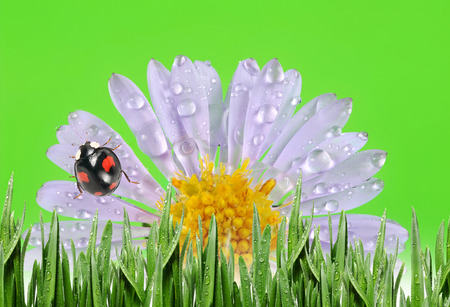 ladybugsの写真素材