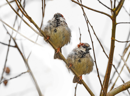 sparows on a branch