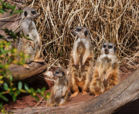 Group of meerkatsの写真素材