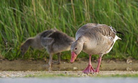 goose (Anser anser) - Lake Neusiedlの写真素材