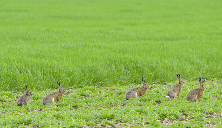 hare - Lepus europaeus