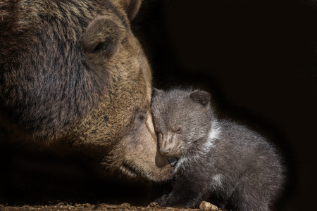 brown bear - Ursus arctos
