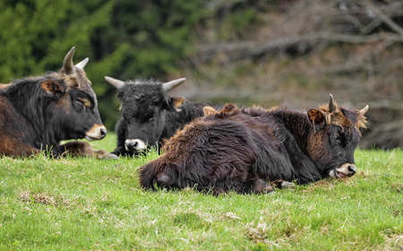 Bos primigenius - aurochs