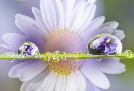 flower and dew dropsの写真素材