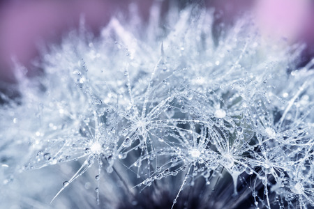 dandelion with dew drops close upの写真素材