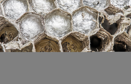 a wasp nest (Vespula vulgaris)