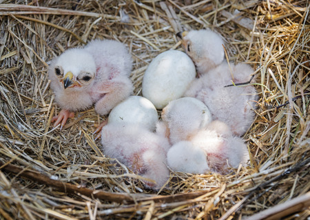 Western marsh harrier - Circus aeruginosus - nest with eggs and chicks