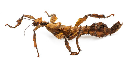 Extatosoma tiaratum tiaratum - spiny leaf insectの写真素材