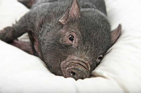 a cute little black pig lie on a white pillowの写真素材