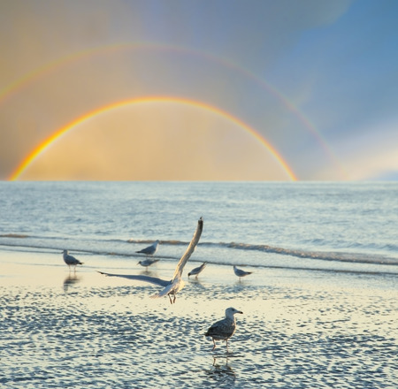 sunset time on a beach with birds - romantic viewの写真素材