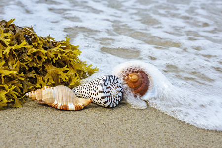 shells on a beach
