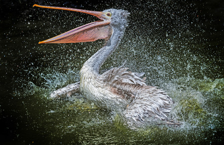 a pelican bathing  - Pelecanus philippensisの写真素材