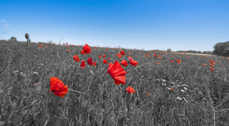 poppiesの写真素材