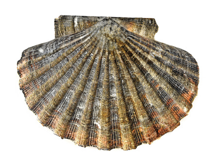 shell