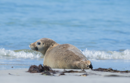 seal (Phoca vitulina) on a beach - Helgoland, Germanyの写真素材